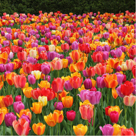Tulips - De Vroomen US