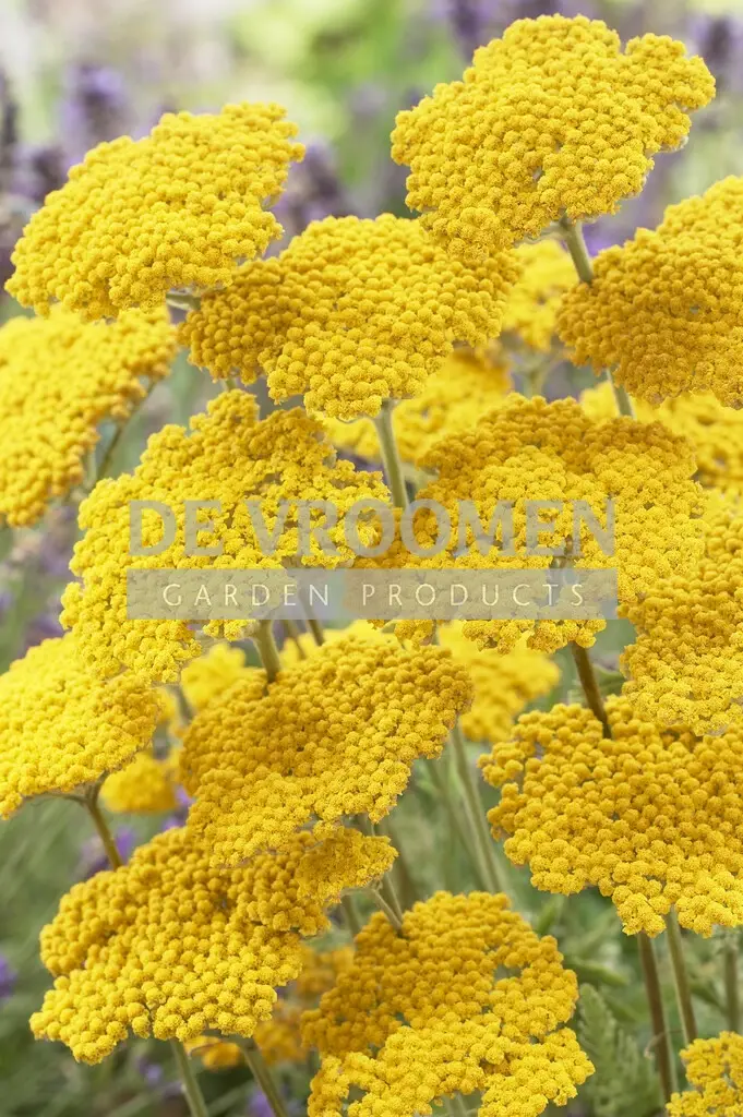 Achillea