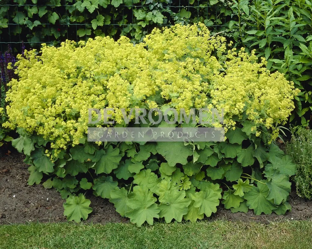 Alchemilla