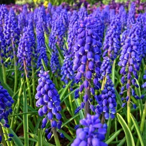 All Muscari