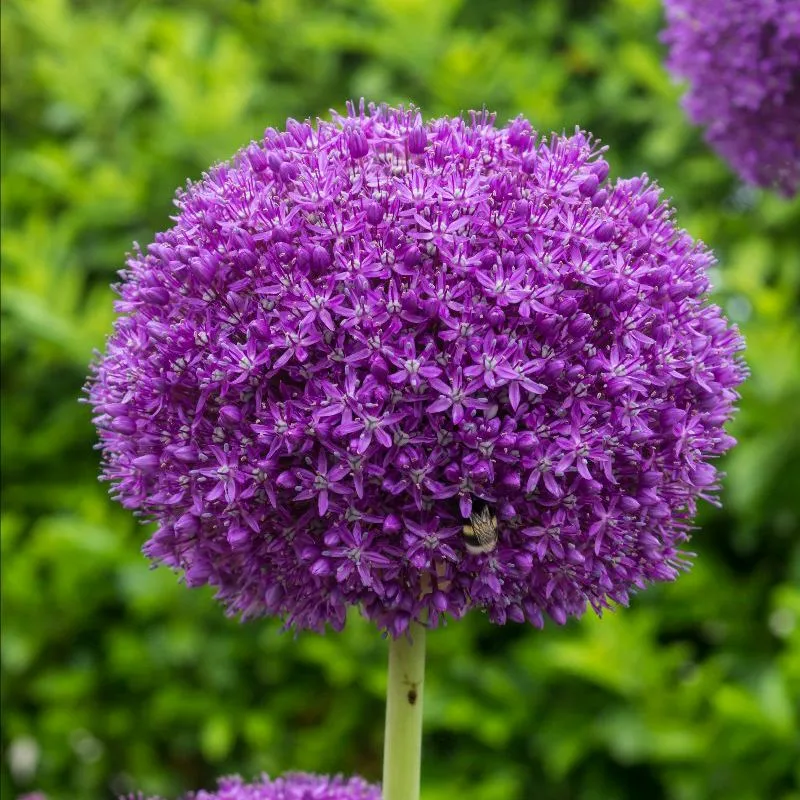 Allium