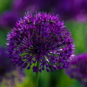 Allium Aflatunense Purple Sensation