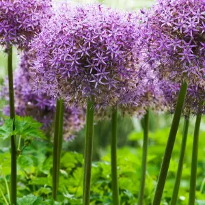 Allium Globemaster Allium Globemaster