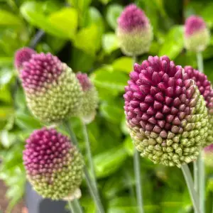 Allium Sphaerocephalon Allium Sphaerocephalon