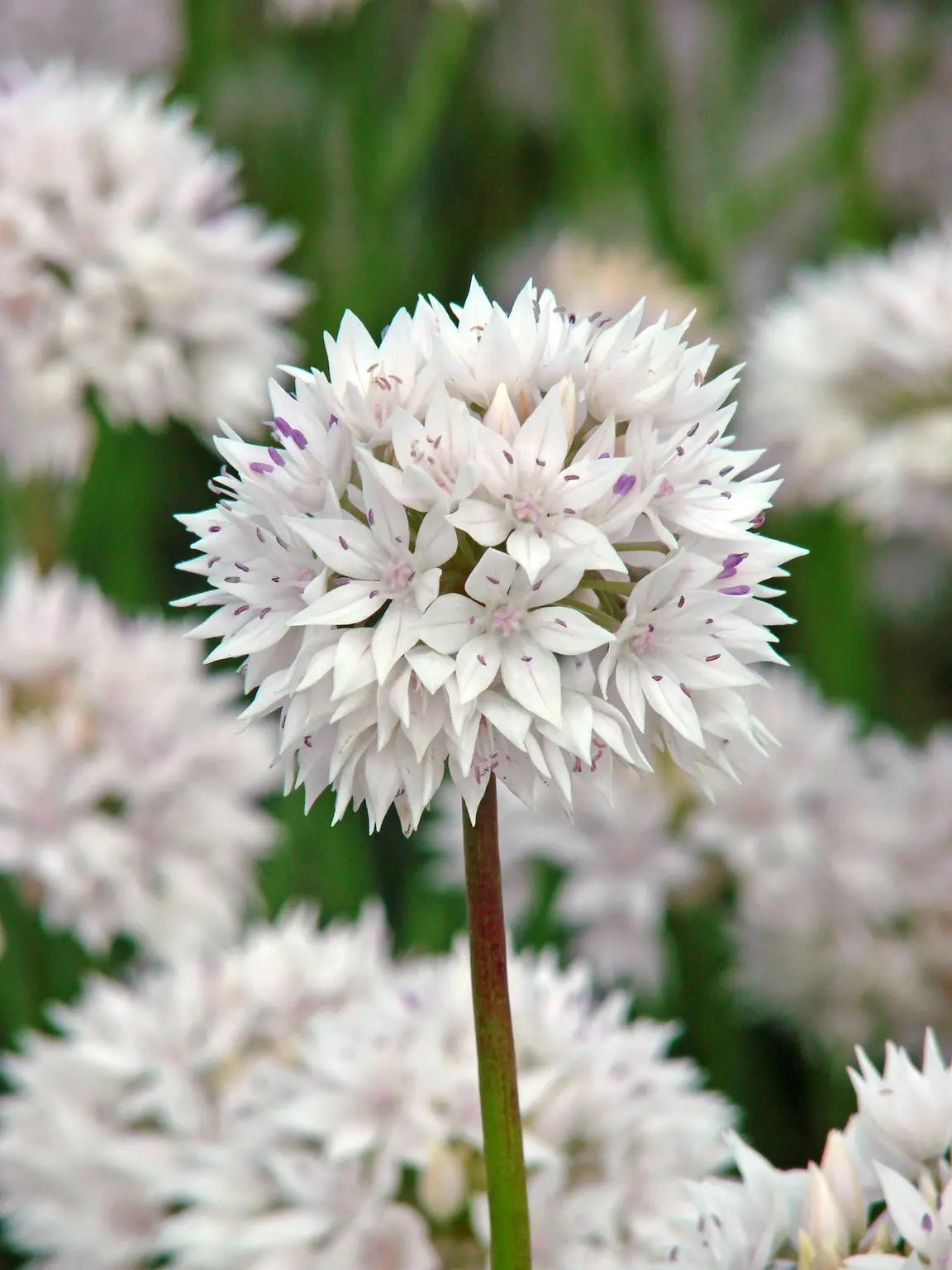 Alliums