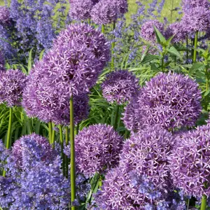 Alliums