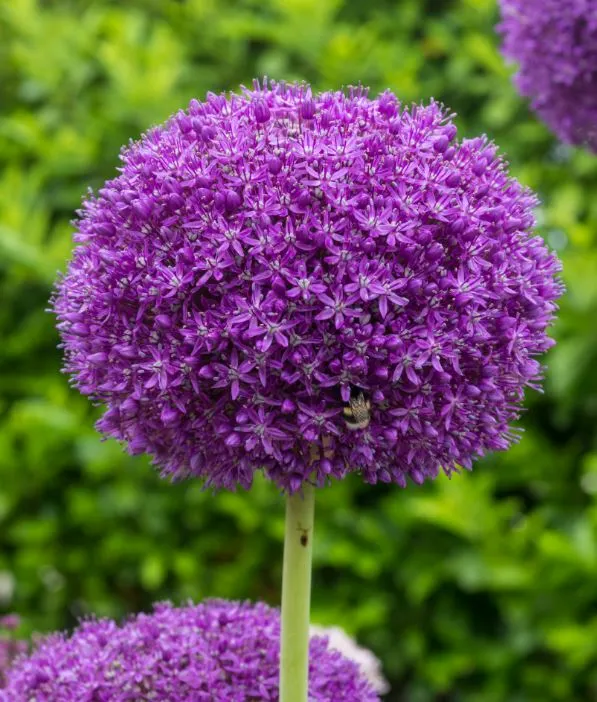 Alliums