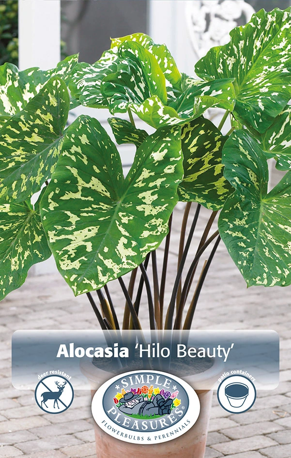 Alocasia