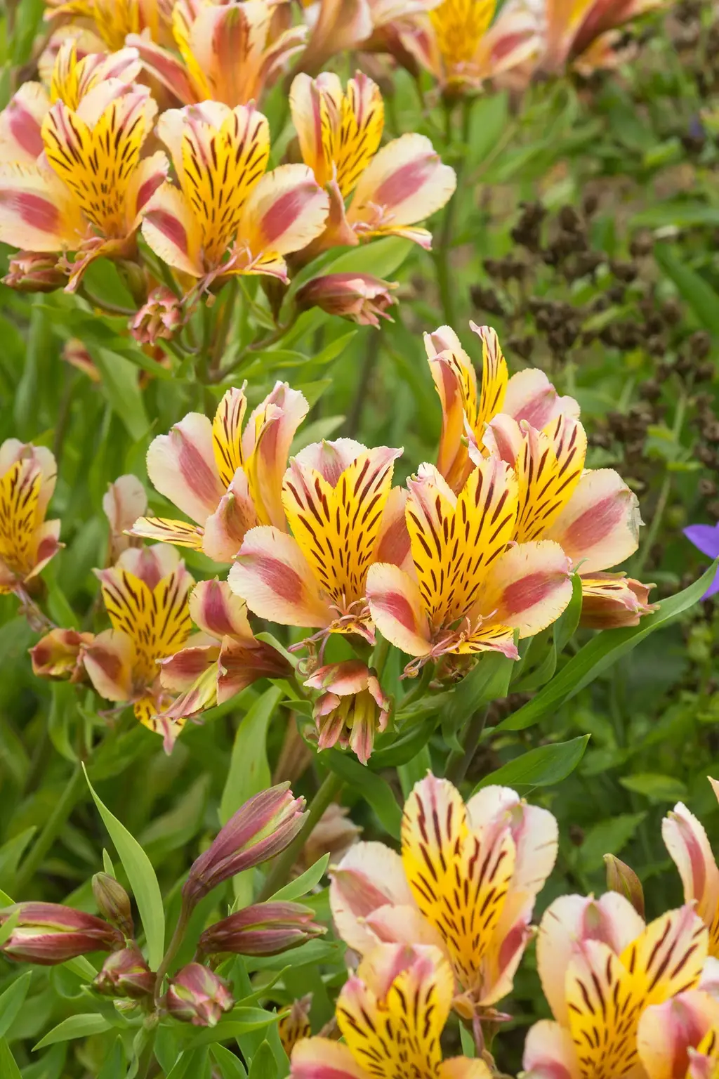 Alstroemeria