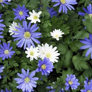 Anemone Blue Shade