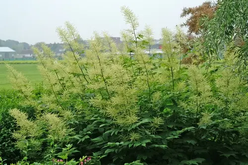 Aruncus