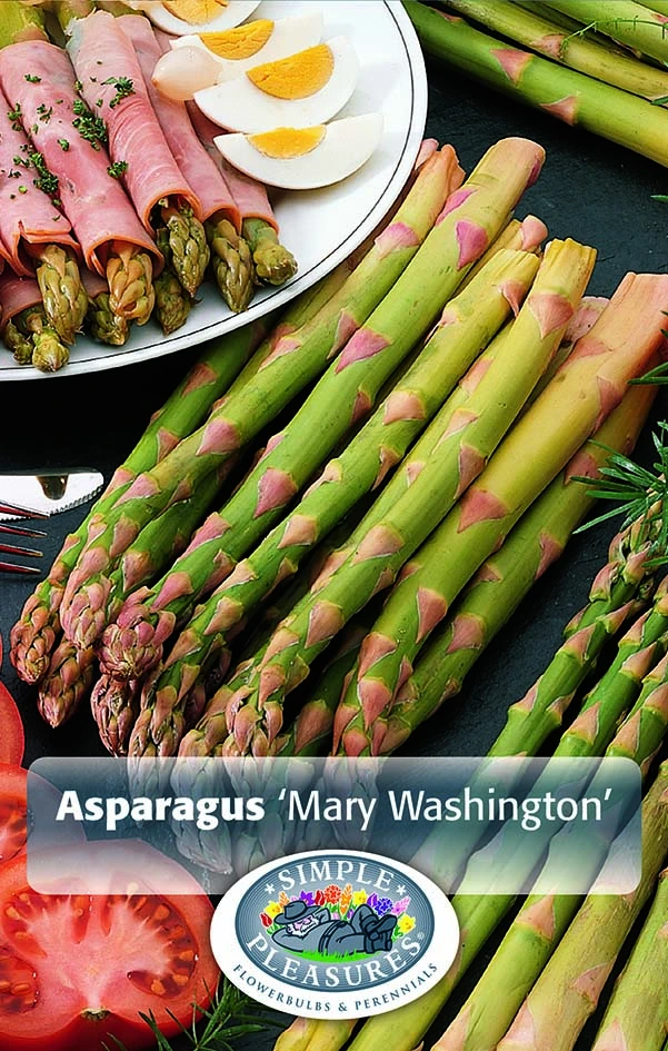 Asparagus
