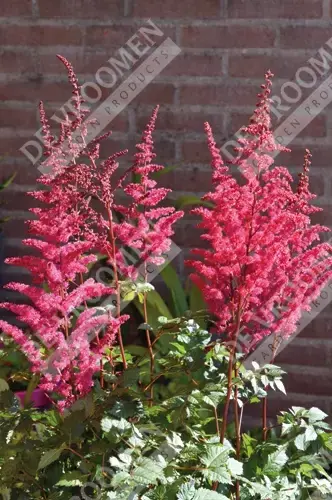 Astilbe