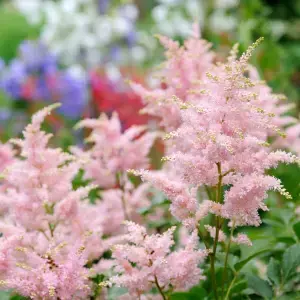 Astilbe for Pot Culture