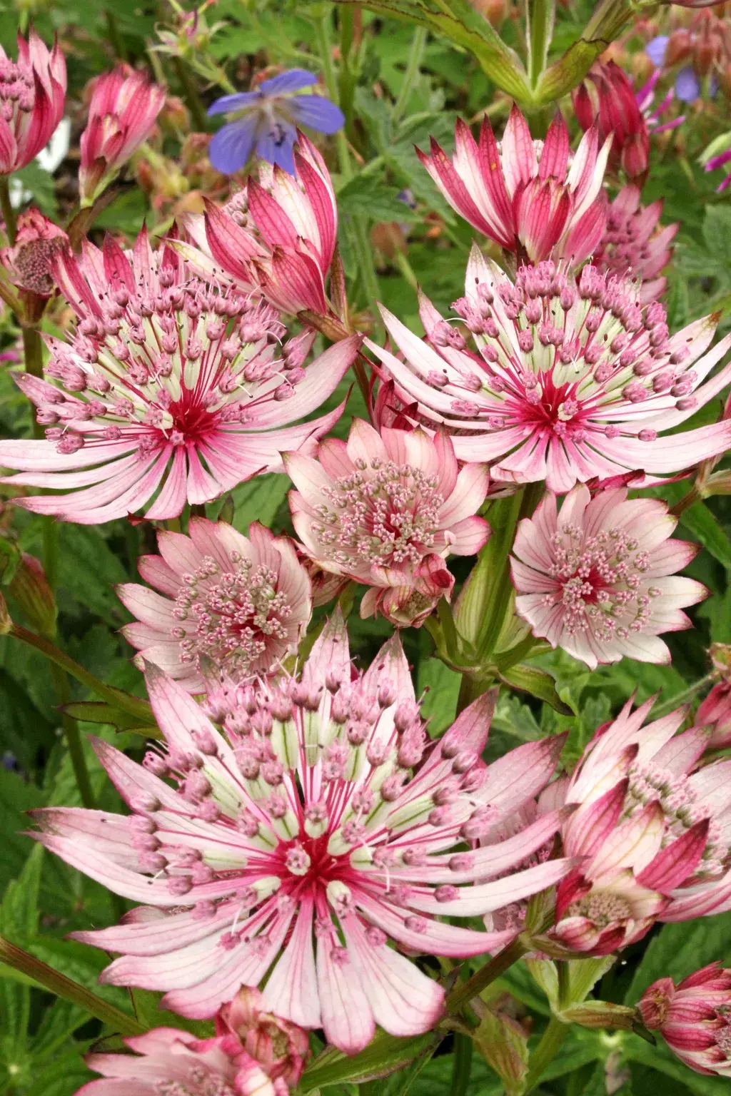 Astrantia