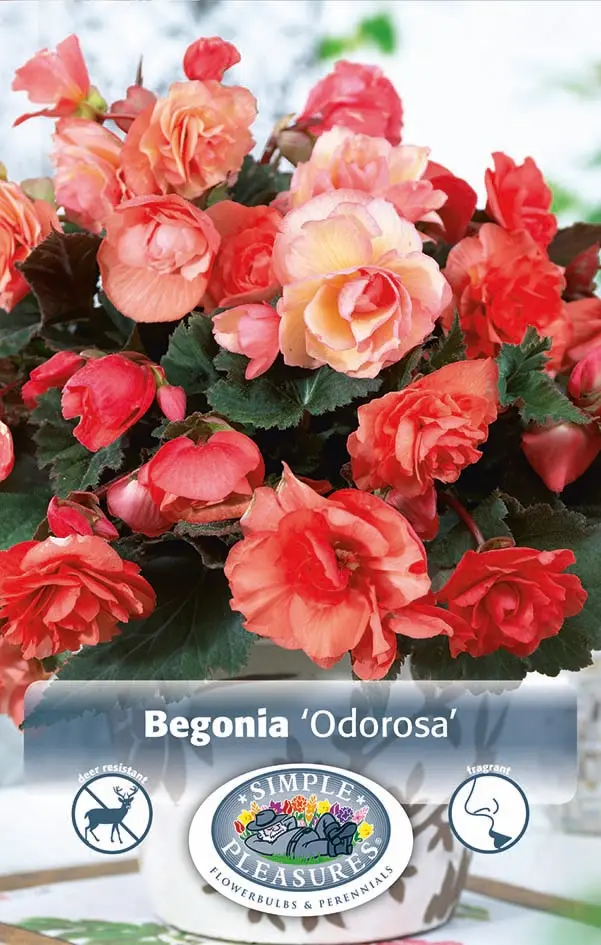 Begonia Fragrant
