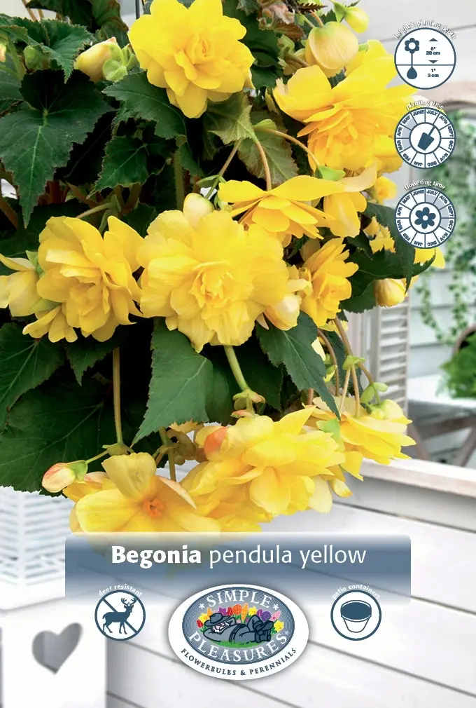 Begonia Pendula