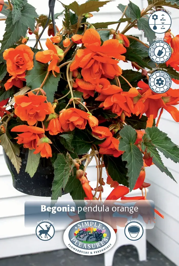 Begonias
