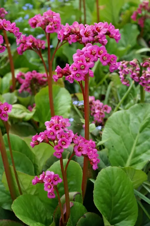 Bergenia