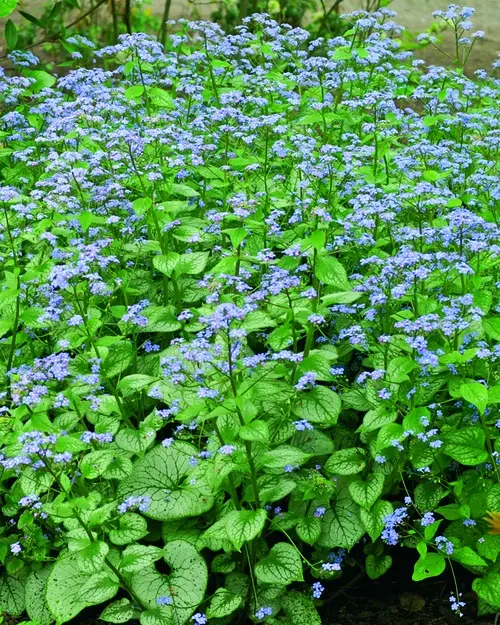 Brunnera