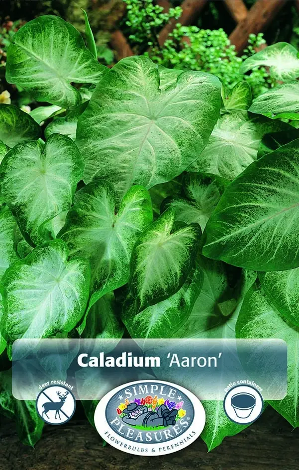 Caladium