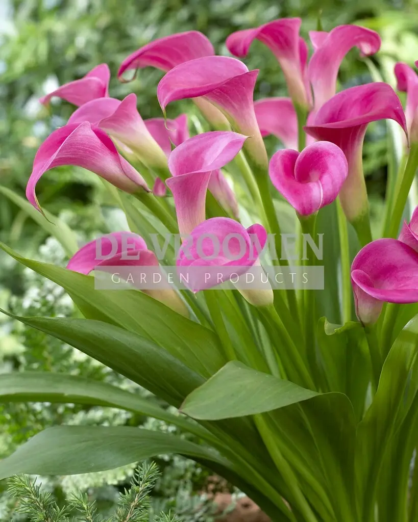 Calla Lilies