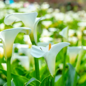 Callas for Pot Culture