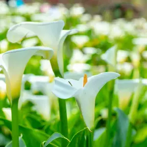 Callas for Pot Culture