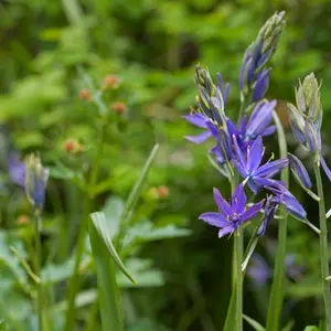 Camassia