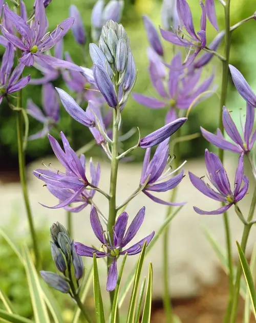 Camassia