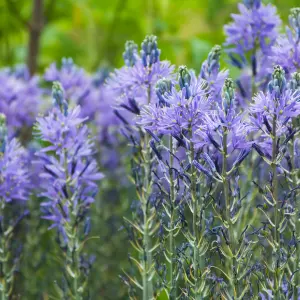 Camassia Quamash Camassia Quamash