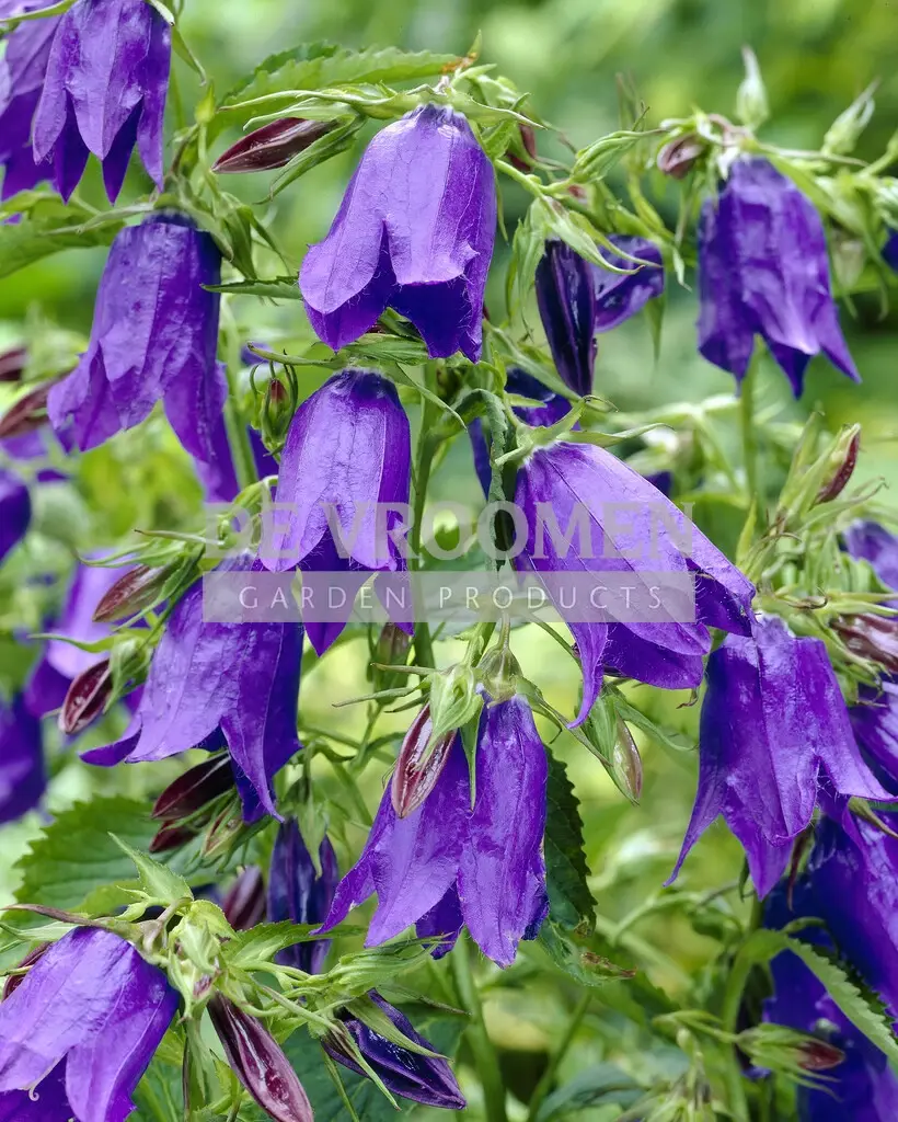 Campanula