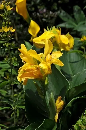 Cannas
