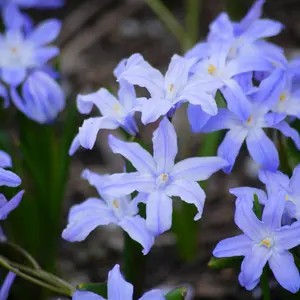 Chionodoxa