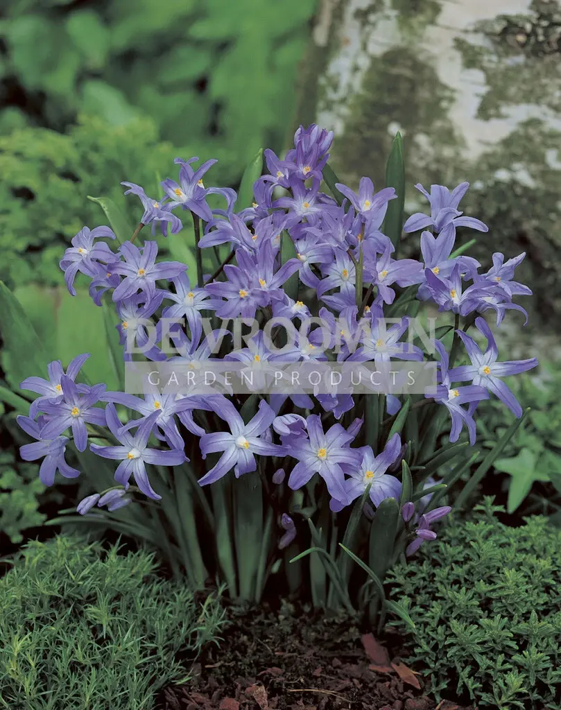 Chionodoxa