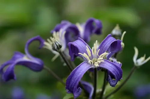 Clematis