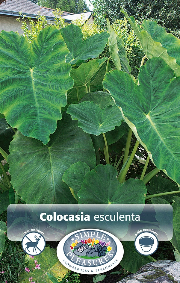 Colocasia