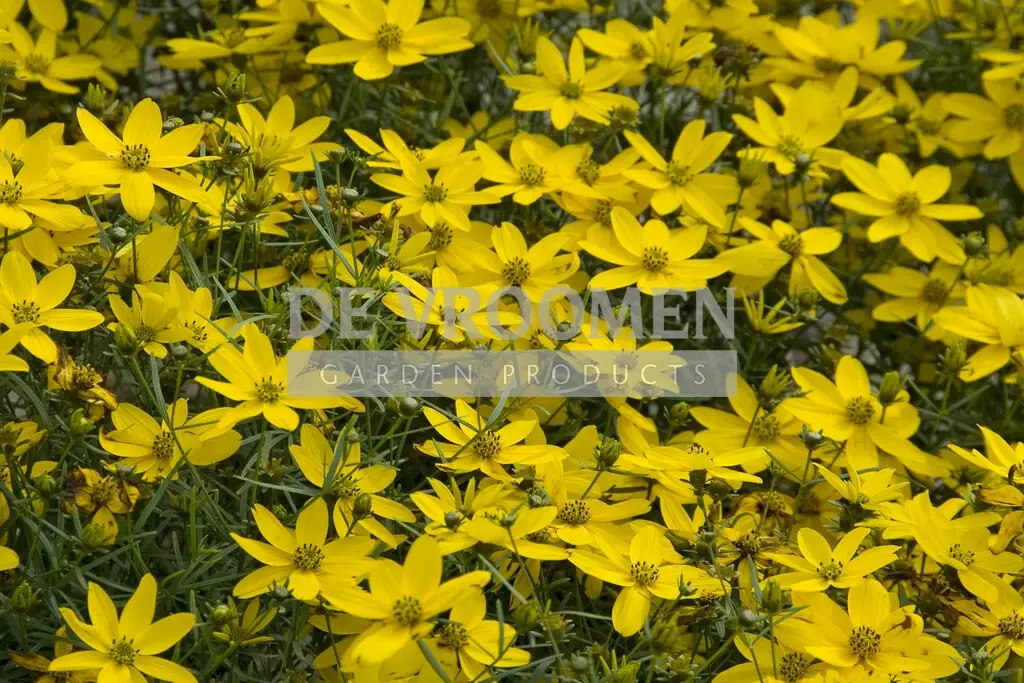 Coreopsis