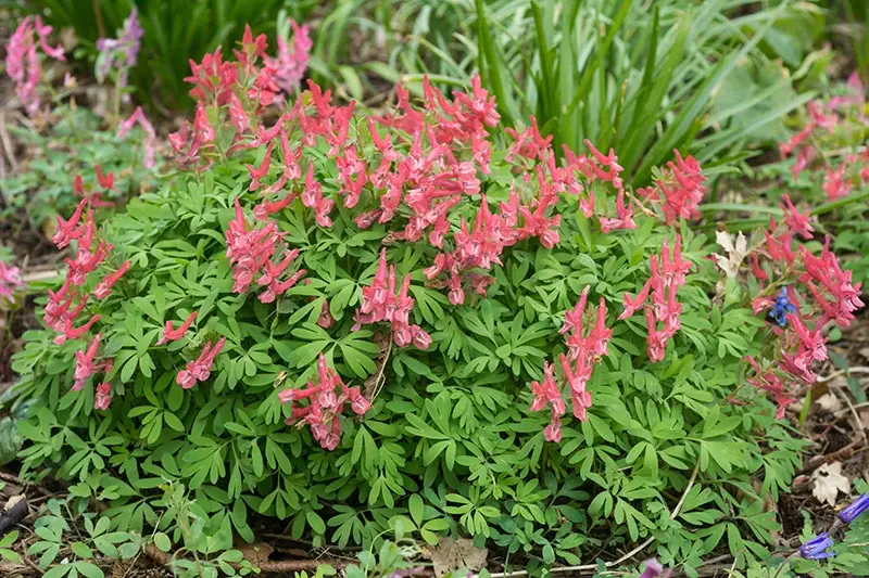 Corydalis