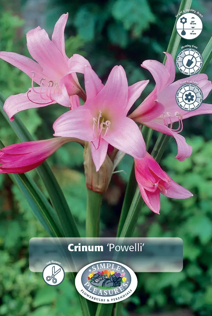 Crinum