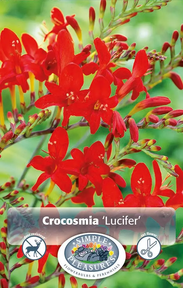 Crocosmia