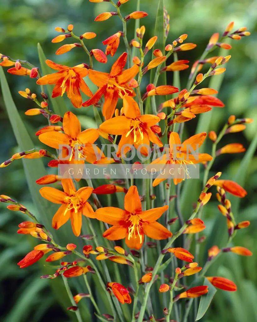 Crocosmia