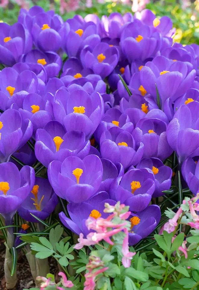 Crocus