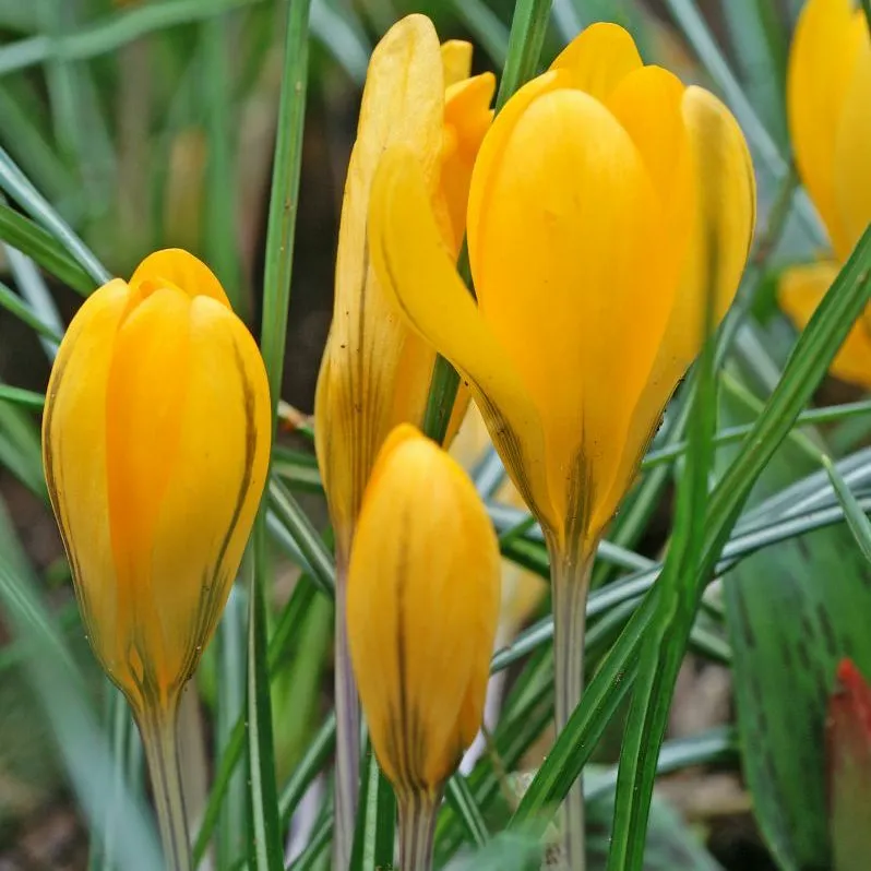 Crocus