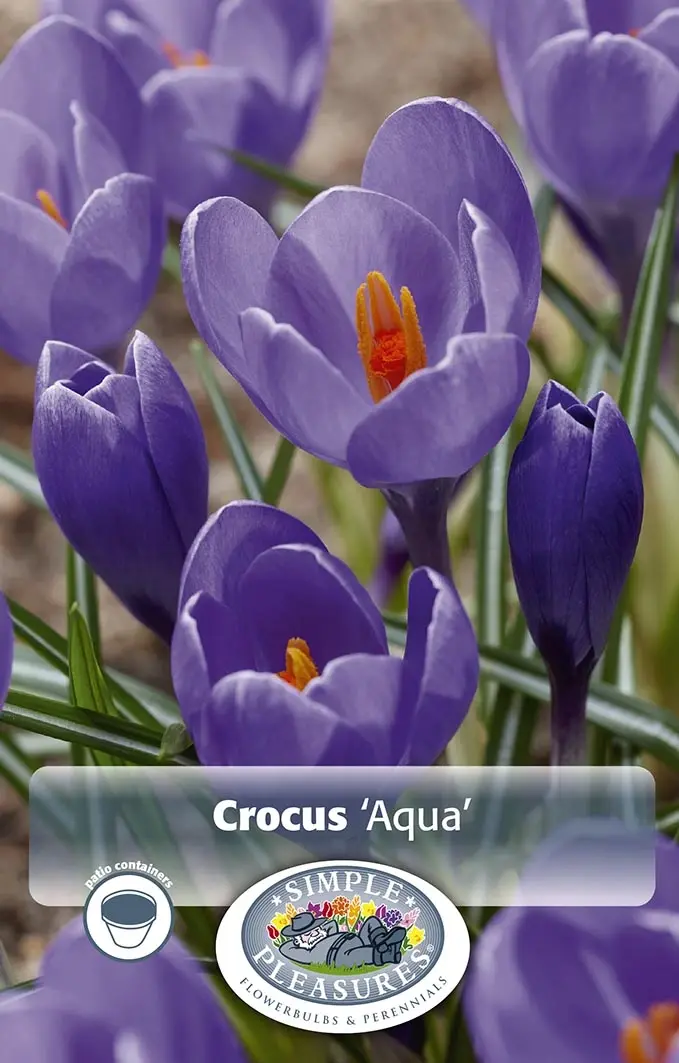 Crocus Giant