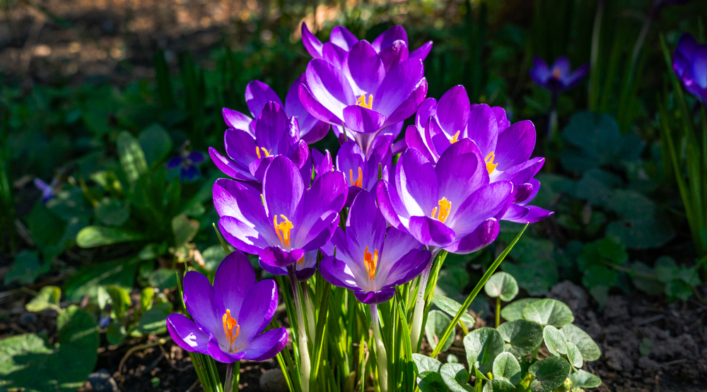 Crocus Ruby Giant