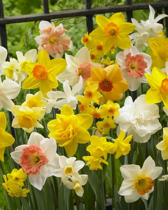 Daffodil All Spring Mix Daffodil All Spring Mix