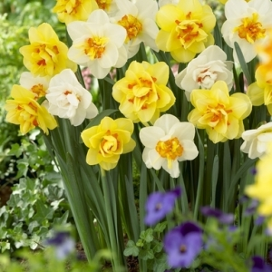 Daffodil Blends Daffodil Blends