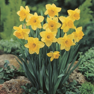 Daffodil Carlton Daffodil Carlton