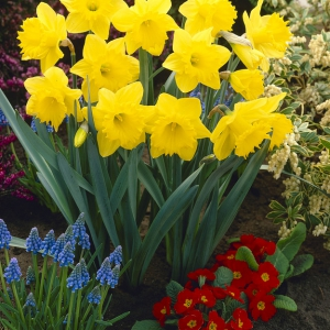 Daffodil Dutch Master Daffodil Dutch Master